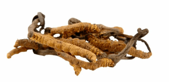 Fungo Cordyceps in Gluconol